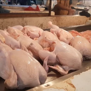 Ayam Broiler